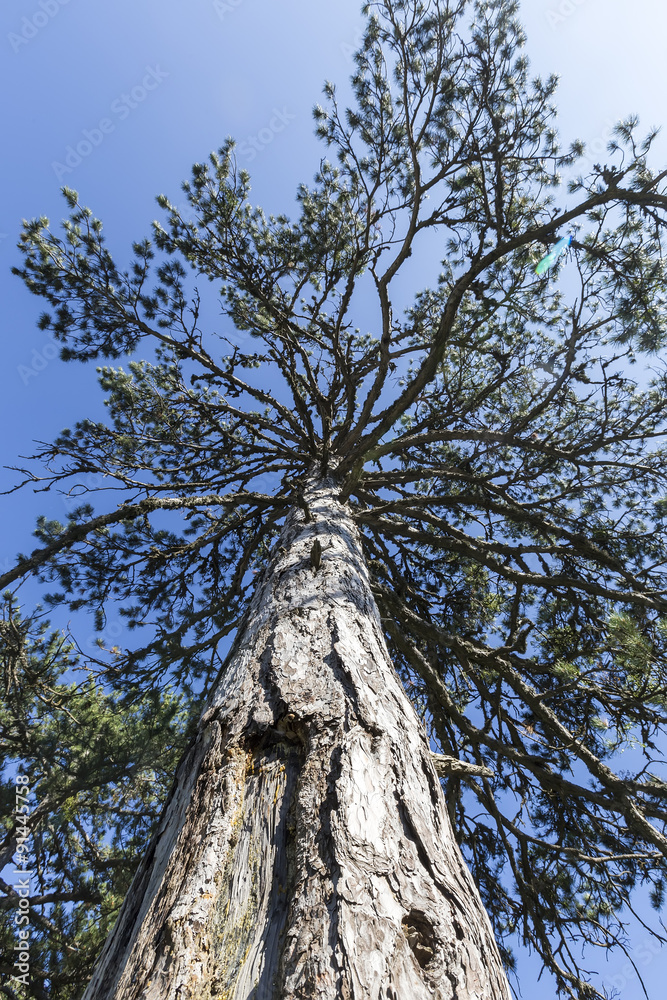 Fototapeta premium The tree from the root to the top.