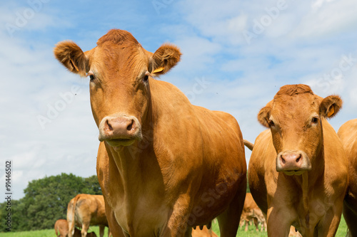Obraz na plátně Limousin cows