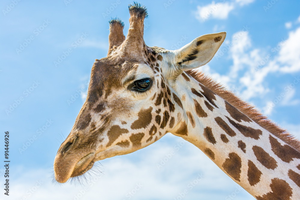 Naklejka premium Giraffe in der Savanne