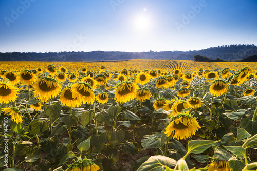 Fototapeta Naklejka Na Ścianę i Meble -  Sunflower meadow