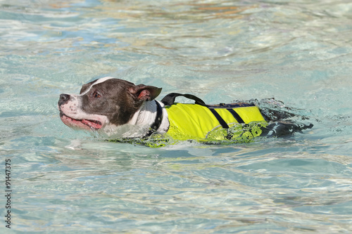 Canvas-taulu Pitbull in a swim vest at the pool