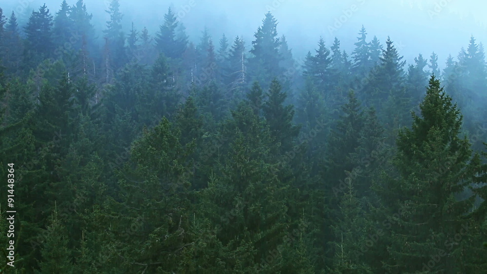 Time lapse of fog rolling in over the hills with pine tree forest