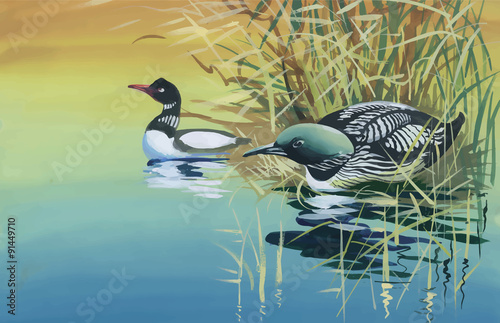Geese flock swimming on pond watercolor vector illustration