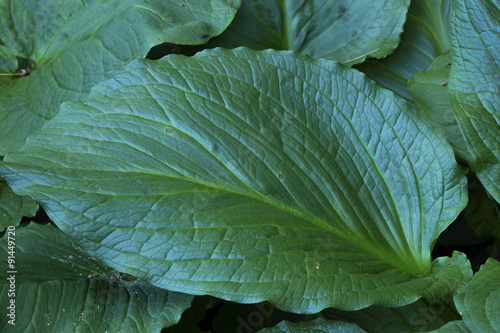 Single, large, green skunk cabbage leaf, Chatfield Hollow, Killi photo