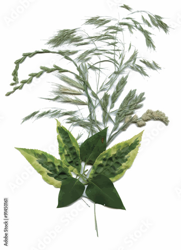 Dry herbarium plants. flowers and leaves vector illustration