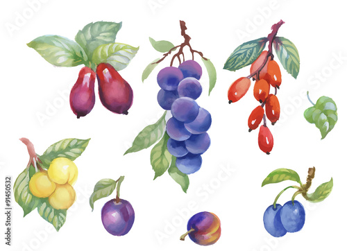 Watercolor berries  plum and other fruit on white background