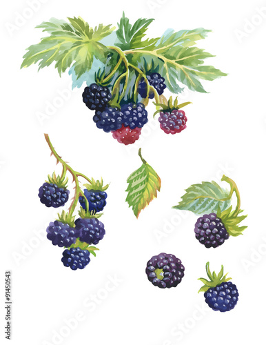 Watercolor blackberry on white background