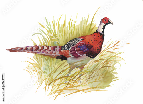 Hand drawn pheasant in the grass and flowers, isolated on white