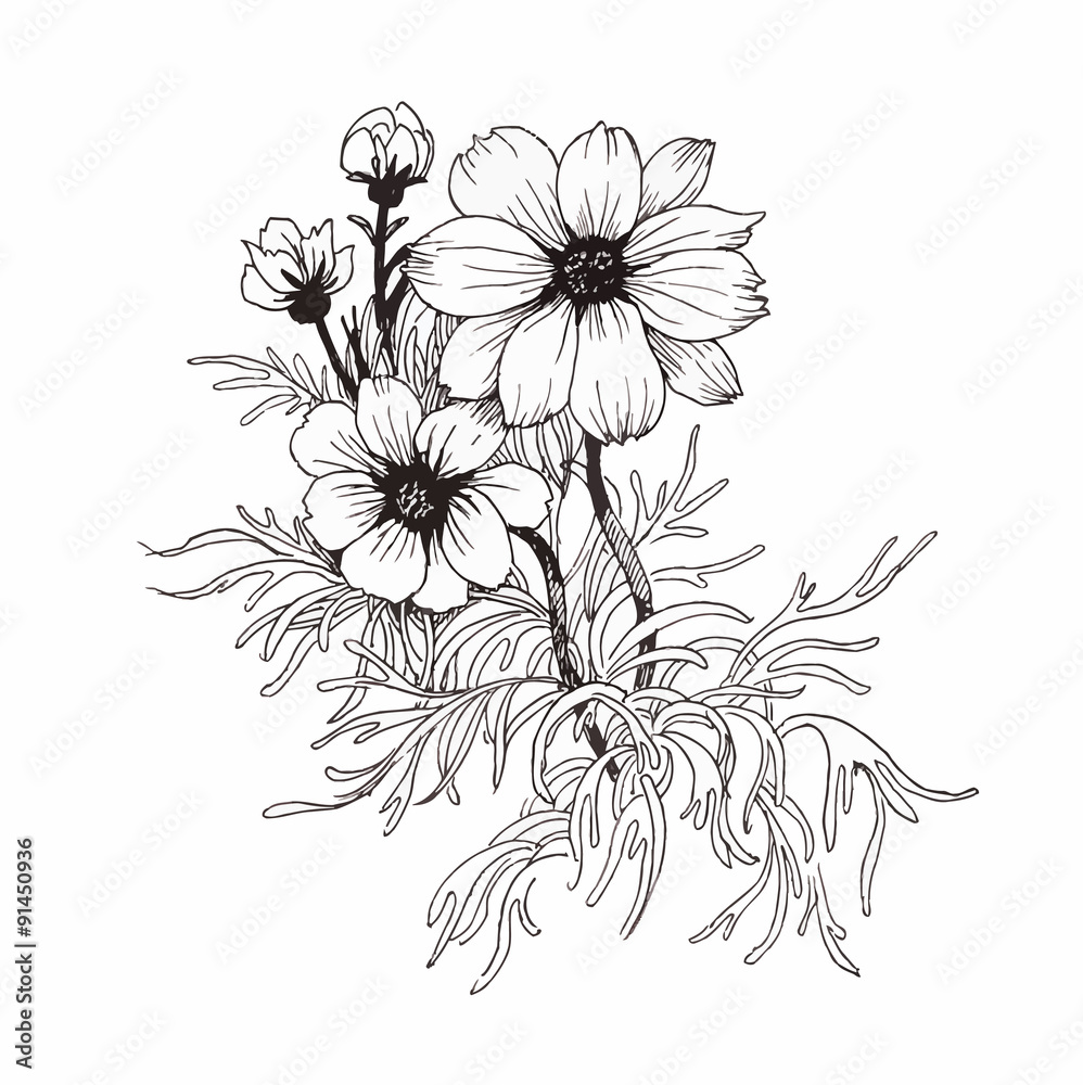 Beautiful monochrome, black and white flower isolated. Hand