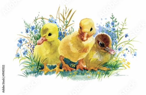 Geese flock swimming on pond watercolor vector illustration