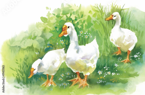 Geese flock swimming on pond watercolor vector illustration