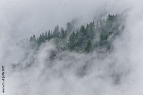 Bergwald in Wolken