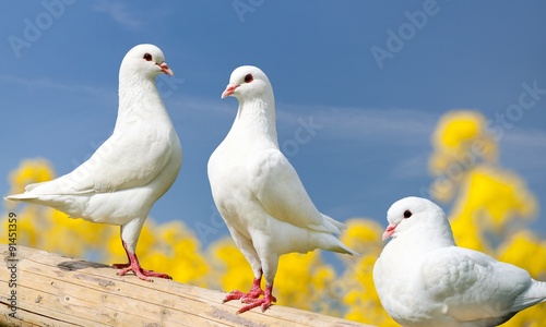 three white pigeons on perch with yellow flowering background