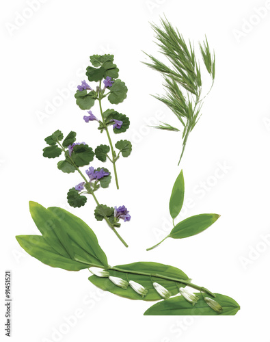 Dry herbarium plants. flowers and leaves vector illustration