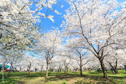 Cherry blossom festival in Washington DC