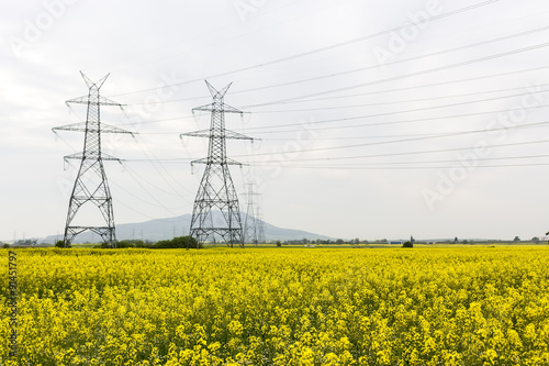 Yellow rapeseed flower field and blue sky with Electric post, in
