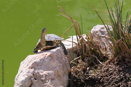 Terrapin turtle portrait.
