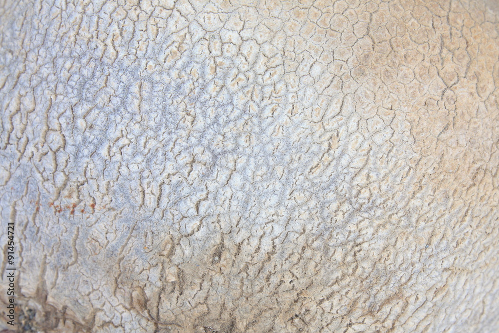 Texture Betterave Texture Betterave
