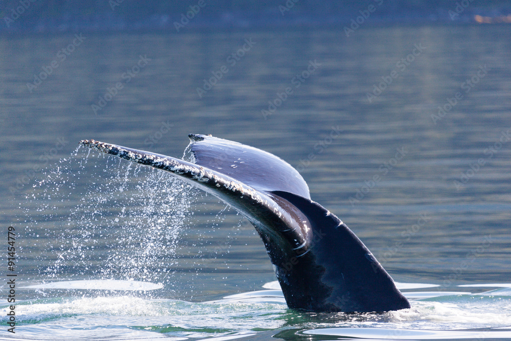 Fototapeta premium Humpback Whale (Megaptera novaeangliae) tail, Juneau, Alaska