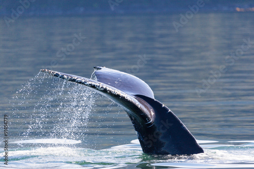 Humpback Whale (Megaptera novaeangliae) tail, Juneau, Alaska