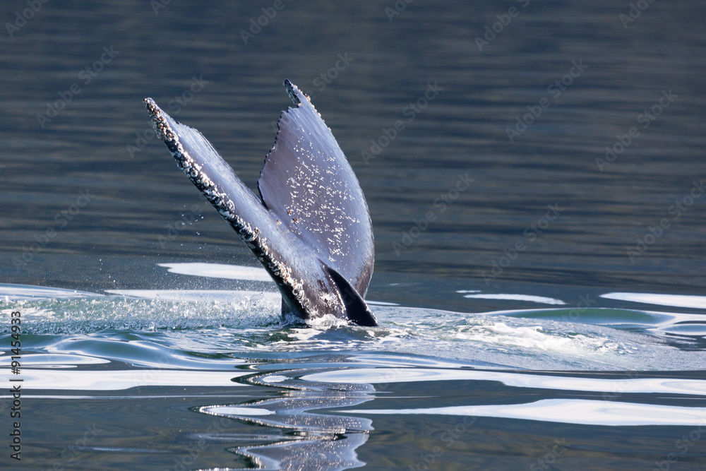 Fototapeta premium Humpback Whale (Megaptera novaeangliae) tail, Juneau, Alaska