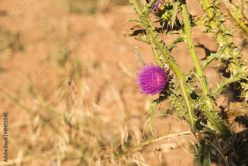 Fototapeta Naklejka Na Ścianę i Meble -  Canada Thistle Flower Noxious Weed