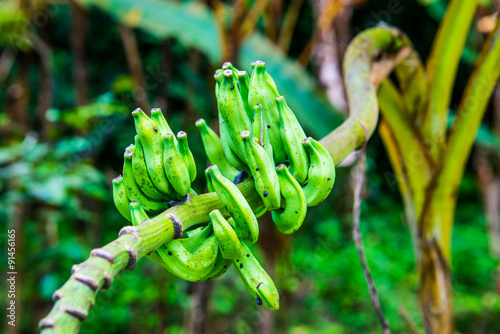 Banana fruit of Musa serpentina Swangpol and Somana photo