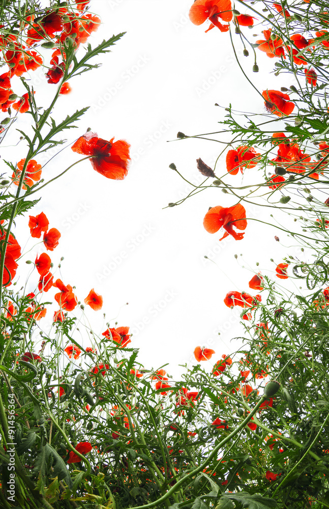 Fototapeta premium Poopies flowers frame on white background