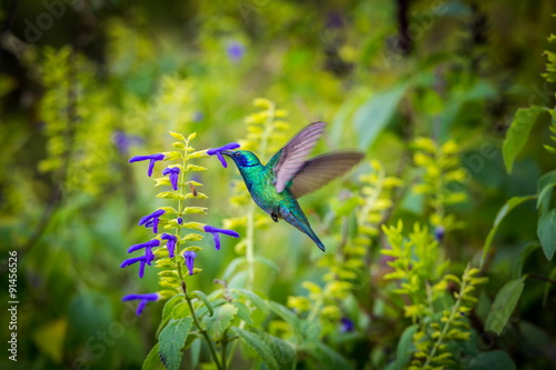 The incredibly beautiful Green Violet Eared Hummingbird in the central mountains of Mexico. This is a rare picture of a medium sized hummingbird that is very elusive and shy and is one special bird. 