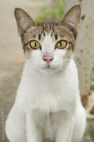 close up brown and white homeless cat laying on street (backgrou