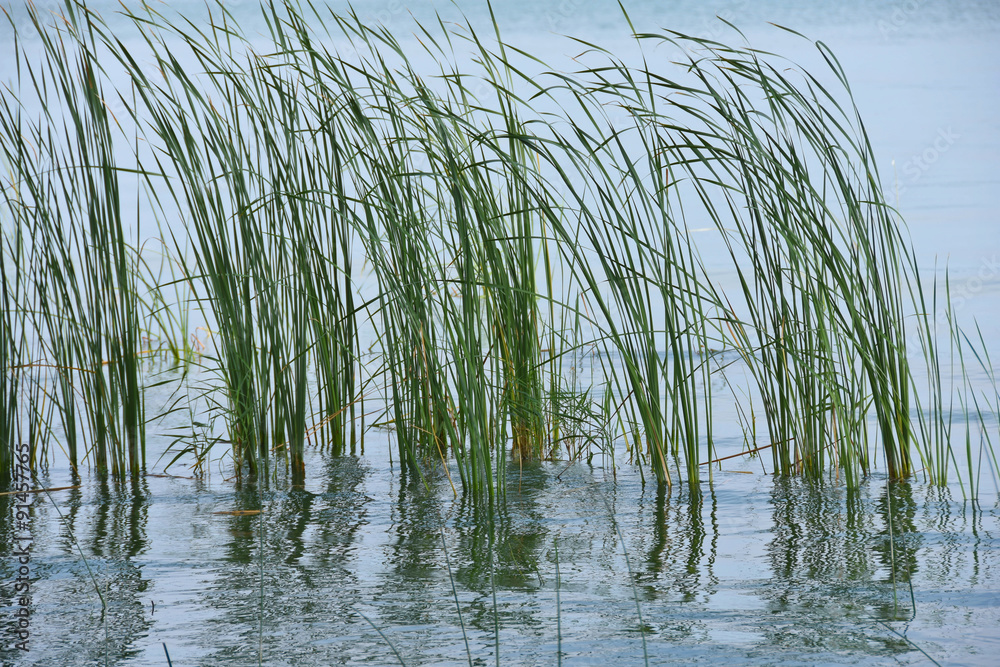 Obraz premium tall grass in flooded wetland