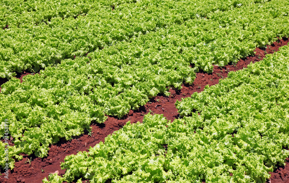 Lettuce Farm in Vietnam. Bright green lettuce growing in rich red soil.