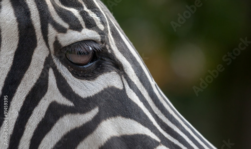 Zebra Auge