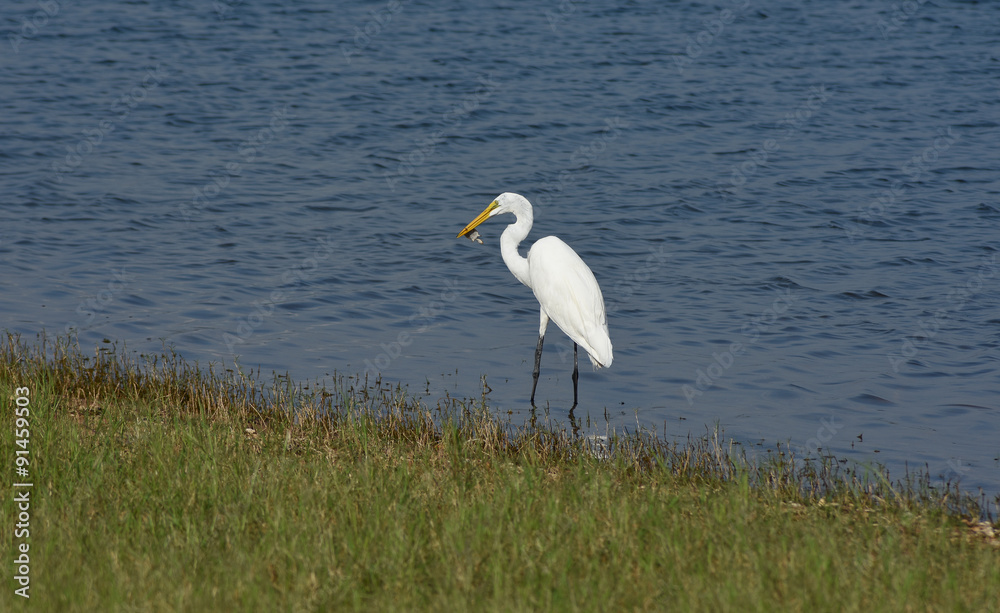 Obraz premium a white egret eating a baby turtle at a big lake 