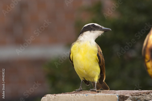 chicha fría (Pitangus sulphuratus) photo