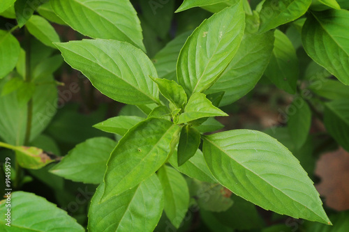 Hoary Basil .thai herb