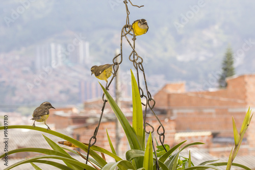 Mielero común (Coereba flaveola) Ciudad photo