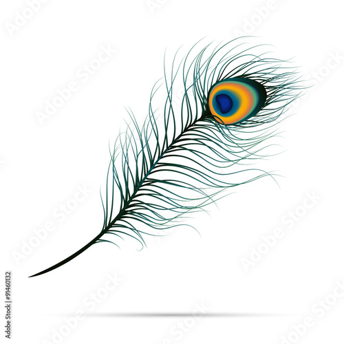 Peacock feather on isolated background