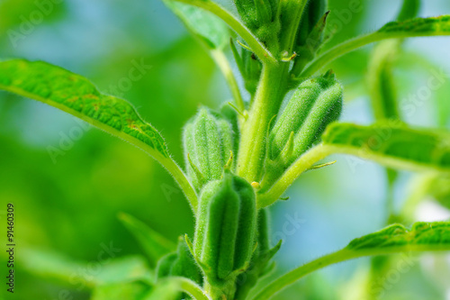 Grow of Sesame Plant . photo