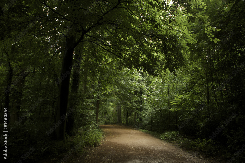 Obraz premium Caminho de terra no meio dos verdes das árvores