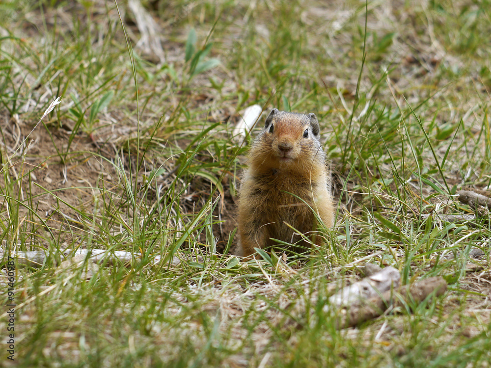 Ground Squirrel. Banff National Park, Canada Ground Squirrel. Banff National Park, Canada