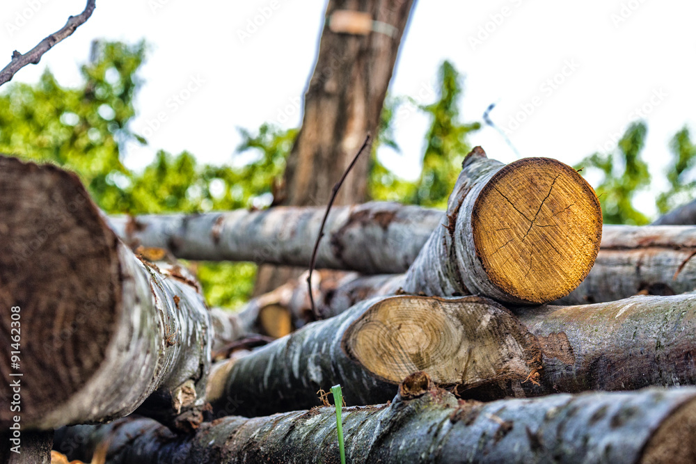 saw birch logs