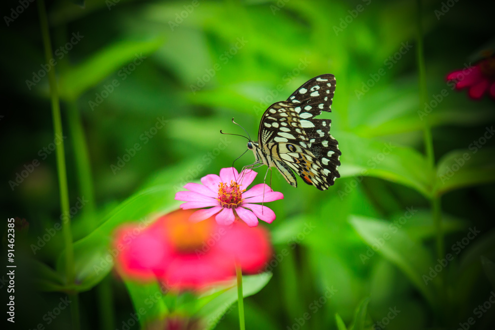 Fototapeta premium Butterfly with flowers