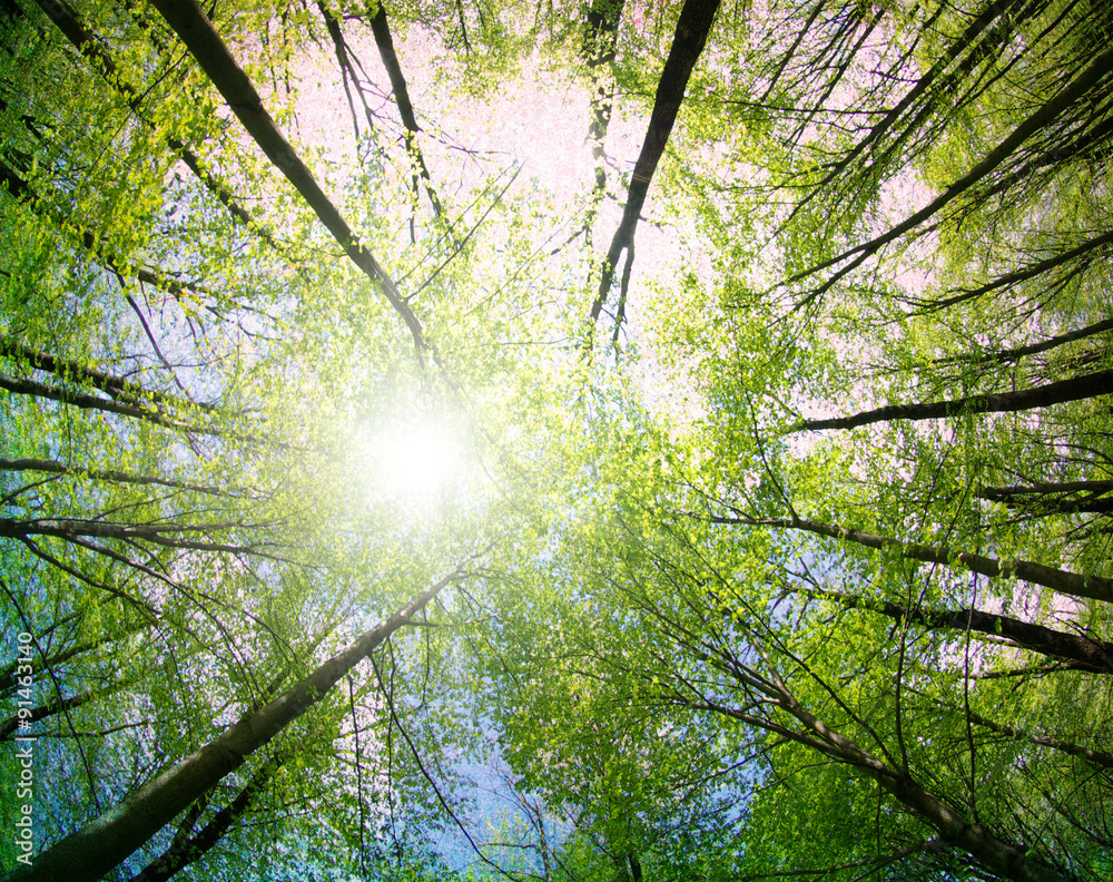 Obraz premium zielone drzewa