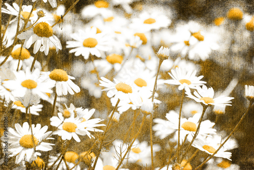 retro flowers camomile