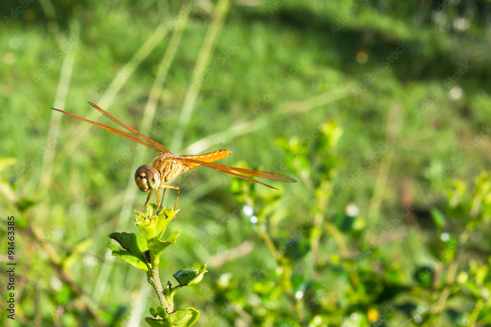 Dragonfly on the grass with a bokeh background. Dragonfly on the grass with a bokeh background.