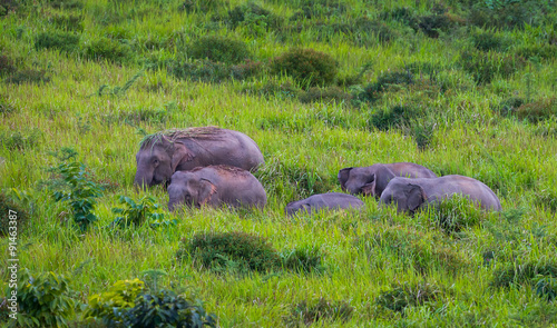 Wild elephants walking in blady grass filed in real nature 