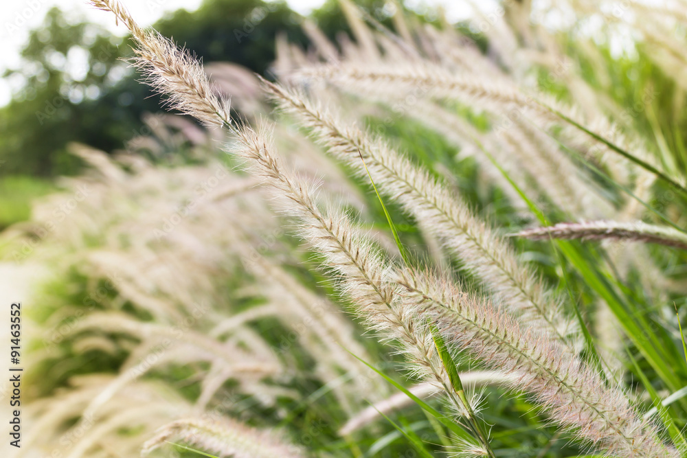 Grass flower. Grass flower.