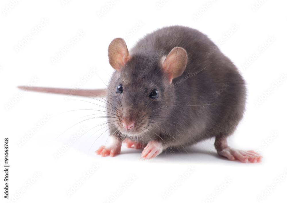  rat