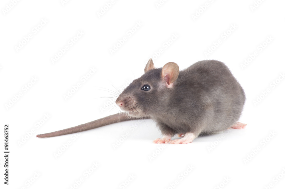 rat rat